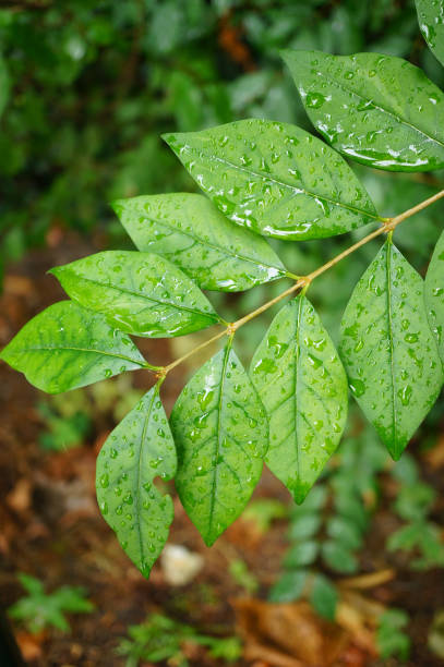 istock Wet leaves on a rainy day 1465221875