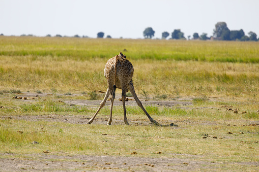 Giraffe beim Wasser Trinken im Chobe Nationalpark