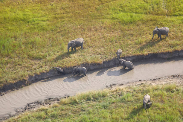 istock Elephant in the water from above 1465223356
