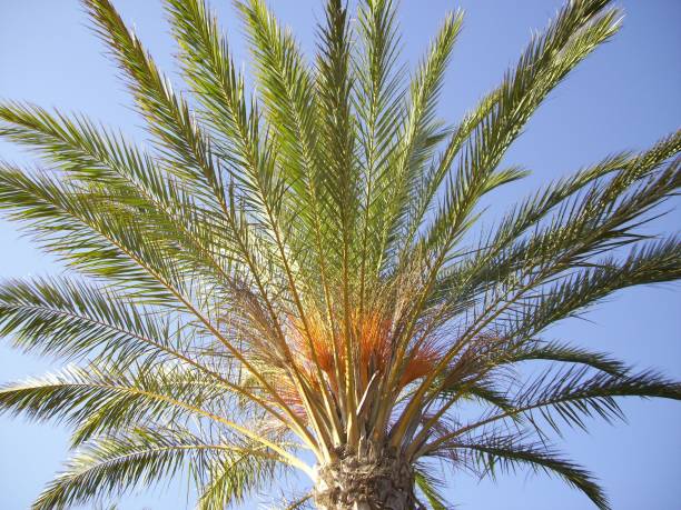 istock Low angle of a date palm tree against the blue sky 1465223425
