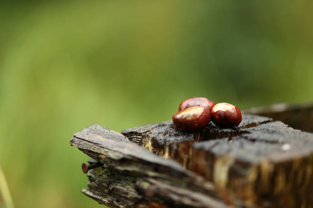 This is a chestnut with colorful leaves autumn colored photographed in the great outdoors
