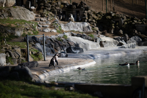 Pinguin im Zoo Neuwied am Wasser