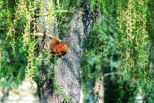 Cute small Eurasian red squirrel sitting on willow tree and eating nuts, sunny light day. Sciurus vulgaris wild animal sits in spring sun light park