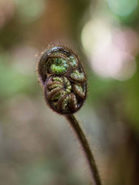 small unfurling silver fern frond koru Close-up view of small unfurling silver fern frond koru new zealand silver fern stock pictures, royalty-free photos & images