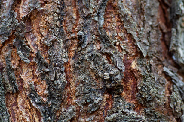istock Closeup shot of tree bark with beautiful natural patterns for an abstract background 1465224894