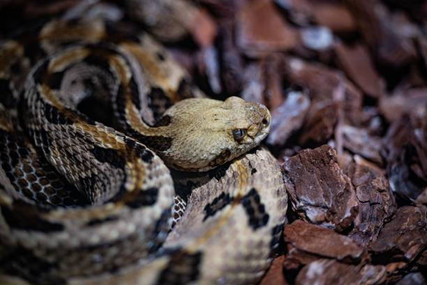 ティンバーガラガラヘビの接写、動物園で捕獲されたクロタルスホリダスヘビ - timber rattlesnake ストックフォトと画像