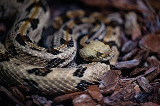 ティンバーガラガラヘビの接写、動物園で捕獲されたクロタルスホリダスヘビ - timber rattlesnake ストックフォトと画像
