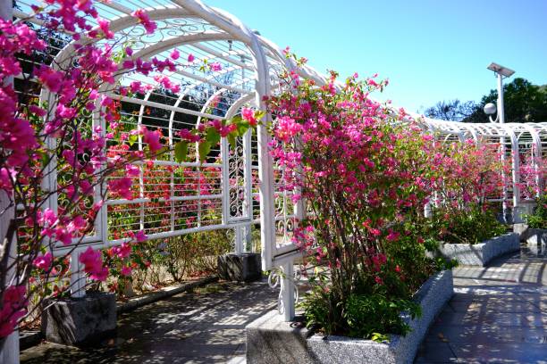 istock Tunnel surrounded by pink flowers 1465226923