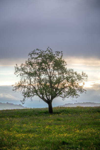 istock A tree on a meadow during rainy weather 1465227067