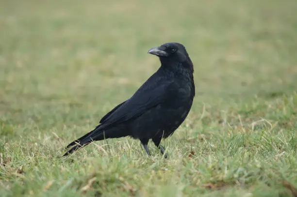 The carrion crow has adapted very well to urban life. Like here in the 'Volkspark Niddatal' in Frankfurt, surrounded by dozens of dogs.