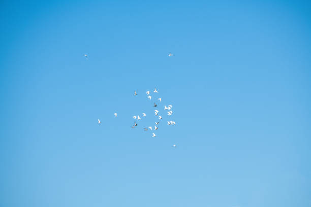Beautiful blue sky and flying white bird.