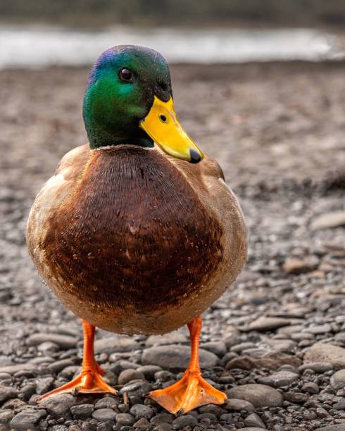 istock Vertical shot of a mallard duck on a rocky ground 1465227228