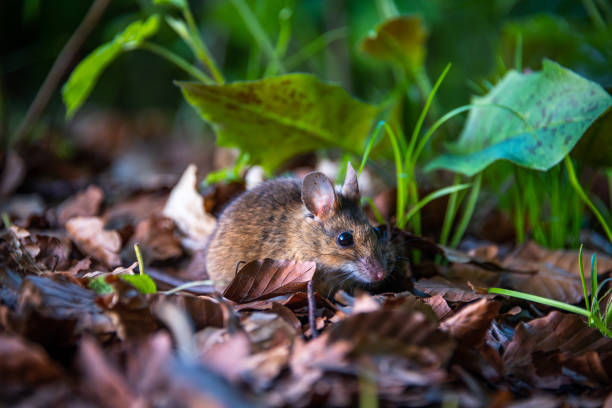 istock a mouse hiding in the leaves 1465227400