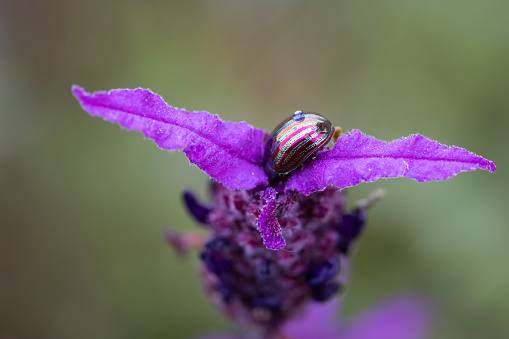 A beautiful brightly colored beetle on a purple flower - in its natural environment.