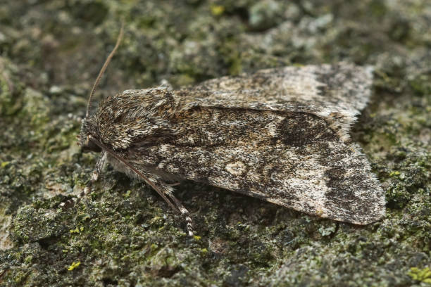 istock Closeup of a Poplar grey moth on a rough surface covered in mosses with a blurry background 1465227980