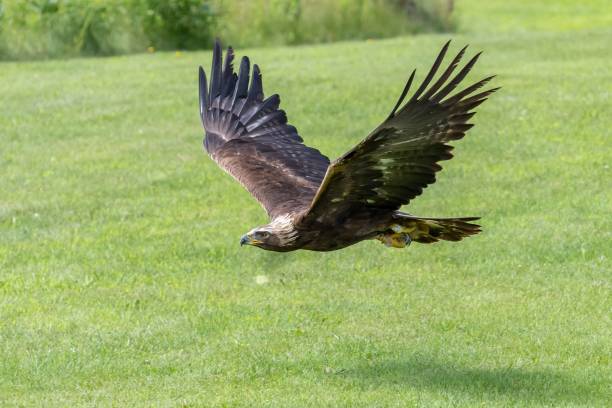 istock Golden Eagle flying over the grass field 1465228093