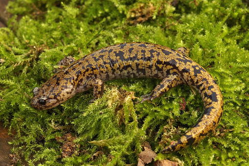 A closeup of a Puerto Hondo stream salamander on the mosses in a field under the sunlig