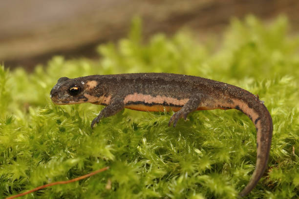 istock Closeup of a tiny Ommatotriton ophryticus on mosses under the sunlight with a blurry background 1465228489