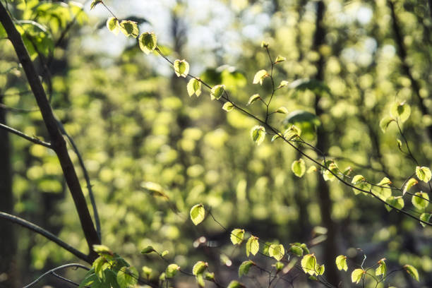 istock Selective focus shot of fresh green leaves under the sunlight 1465228843
