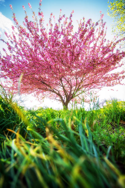 istock Vertical shot of a bright pink cherry blossom tree on a field 1465228877