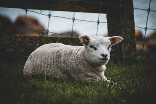 A cute white baby sheep lying on the grass in the field