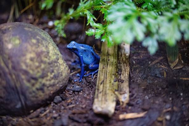 푸른 독화살 개구리, 동물원에서 포획 된 dendrobates tinctorius "azureus" - blue poison arrow frog 뉴스 사진 이미지