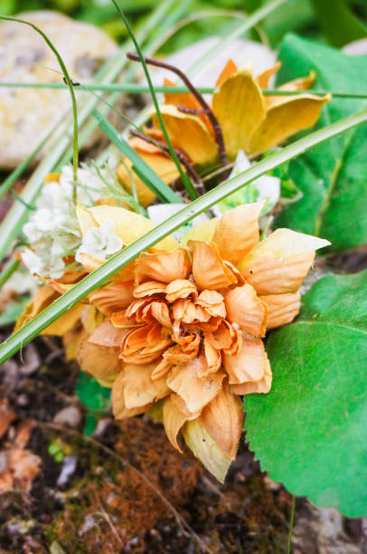 istock Orange flowers and green leaves 1465229043