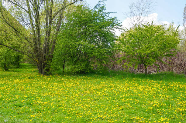 istock Green grass and trees at a park 1465229100