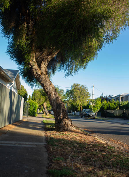 istock tree on the side of the road and sidewalk 1465230290