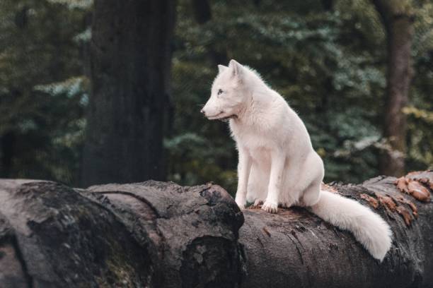 istock Cute white dog in nature 1465230360