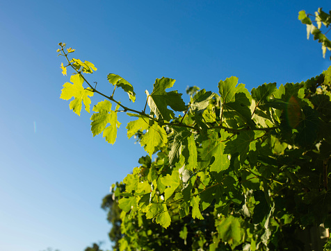 Vine leaves on a bright sunny day against a blue sky in summer