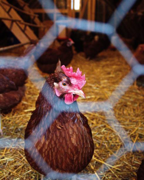istock Vertical shot of a chicken on a farm on a sunny day 1465230433