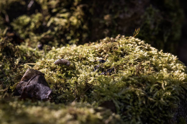 istock Closeup shot of rock covered with moss 1465230603