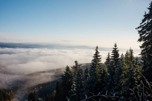 istock High-angle view of the pine trees wood and tthe white clouds. 1465230889