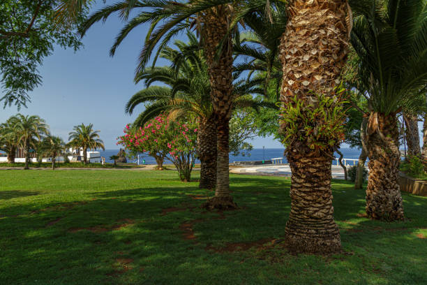 istock Landscape with palms field with sea on the background 1465230974