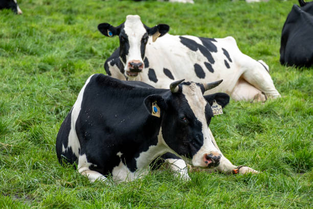 istock Black and white cows lying on the grass 1465231023