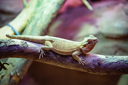 A closeup of a central bearded dragon, Pogona vitticeps crawling on a wood branch in a zoo
