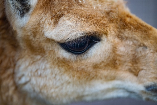 A closeup of the face of a Vicuna, baby Lama vicugna captured from the side