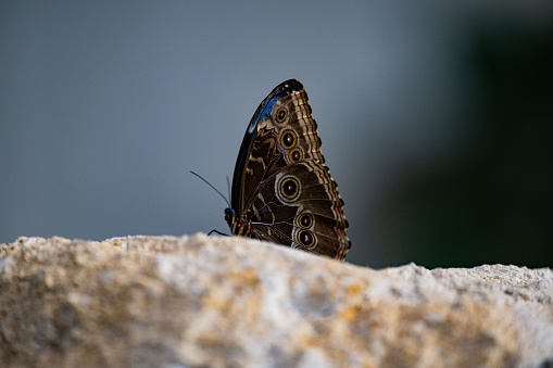 A closeup of an Owl butterfly perched on a stone