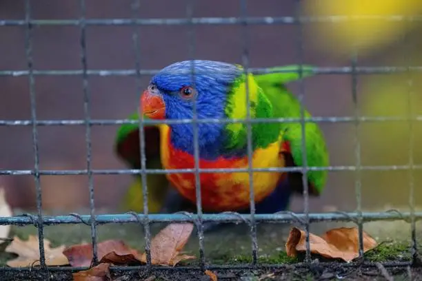 A closeup of a Loriini parrot in a cage in a zoo