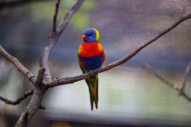 istock Closeup of a Loriini parrot perched on a bare branch 1465231252