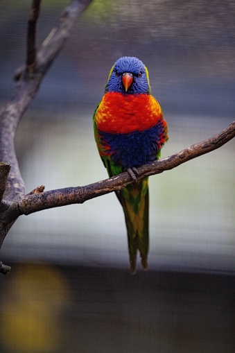 A vertical closeup of a Loriini parrot perched on a bare branch