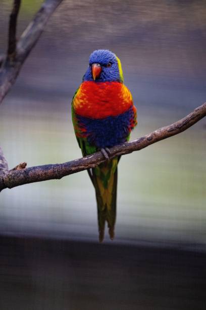 istock Vertical closeup of a Loriini parrot perched on a bare branch 1465231257