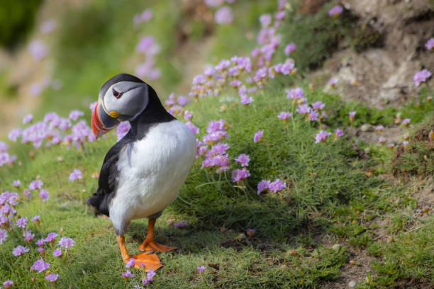 istock Closeup shot of Atlantic puffins 1465231274
