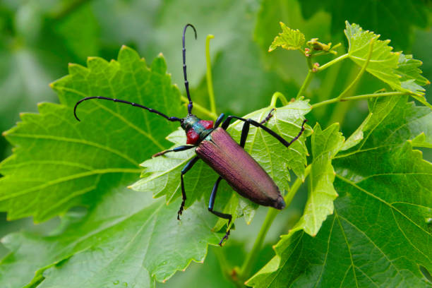 beetle siedzi na liściu w lesie, z bliska. cerambycidae - cerambycidae zdjęcia i obrazy z banku zdjęć