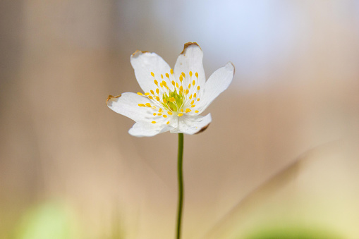 Wood anemone - Anemone nemorosa