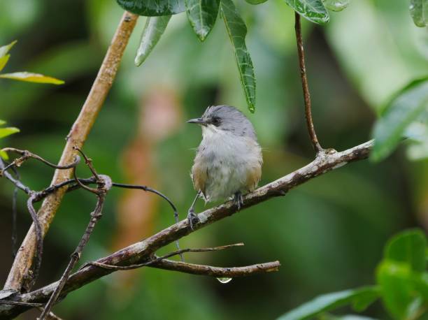istock Cute gray bird perching in natural environment 1465231433