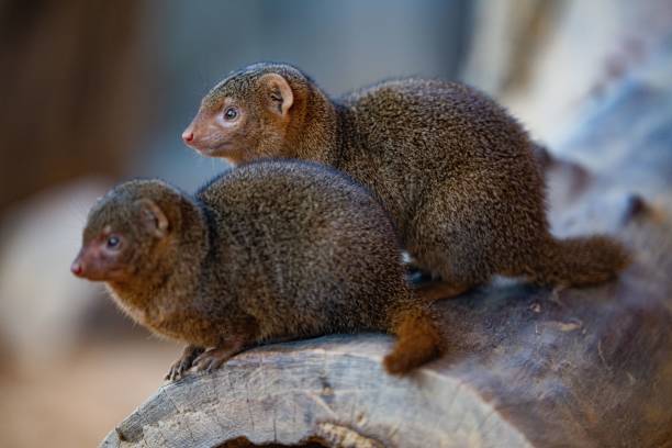 istock Closeup of two dwarf mongooses sitting on a tree stump in a zoo 1465231624