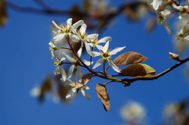 flor de um shadbush (amelanchier) - pyrinae - fotografias e filmes do acervo