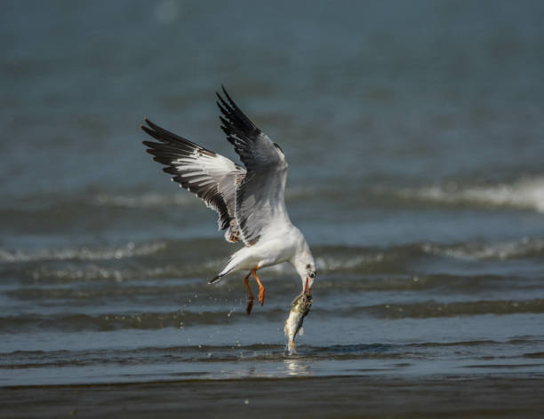 el enfoque selectivo de una gaviota de cabeza negra atrapa un pez contra un fondo borroso - larus ichthyaetus fotografías e imágenes de stock